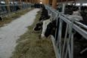 В Архангельской области на одну животноводческую ферму стало больше — Экономика — Новости Архангельска
